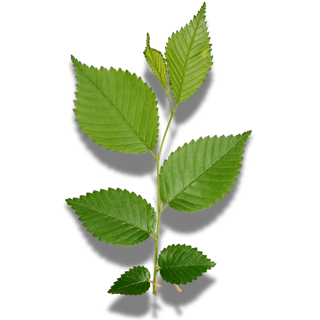 NGO Leaf